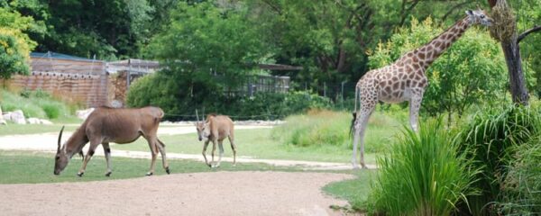 parc zoologique